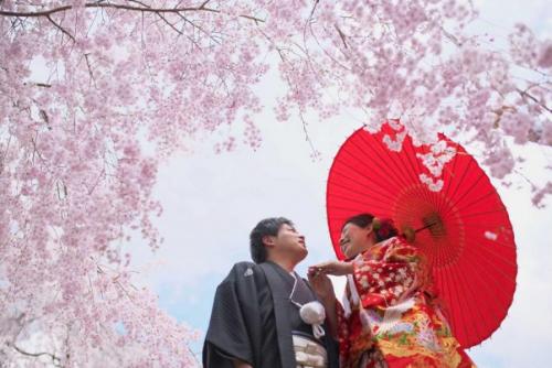 桜の木の下で前撮りロケーション｜滋賀前撮り人気店ブルースター